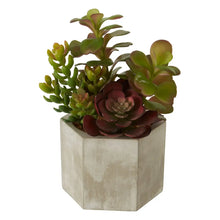 Load image into Gallery viewer, Mixed Succulents
