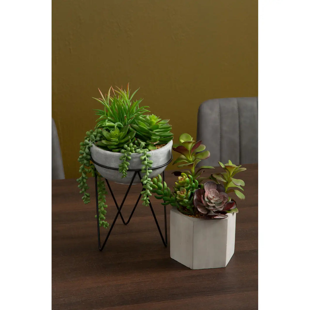 Mixed Succulents