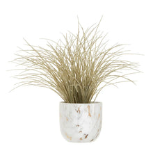 Load image into Gallery viewer, Grass Plant
