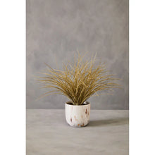 Load image into Gallery viewer, Grass Plant
