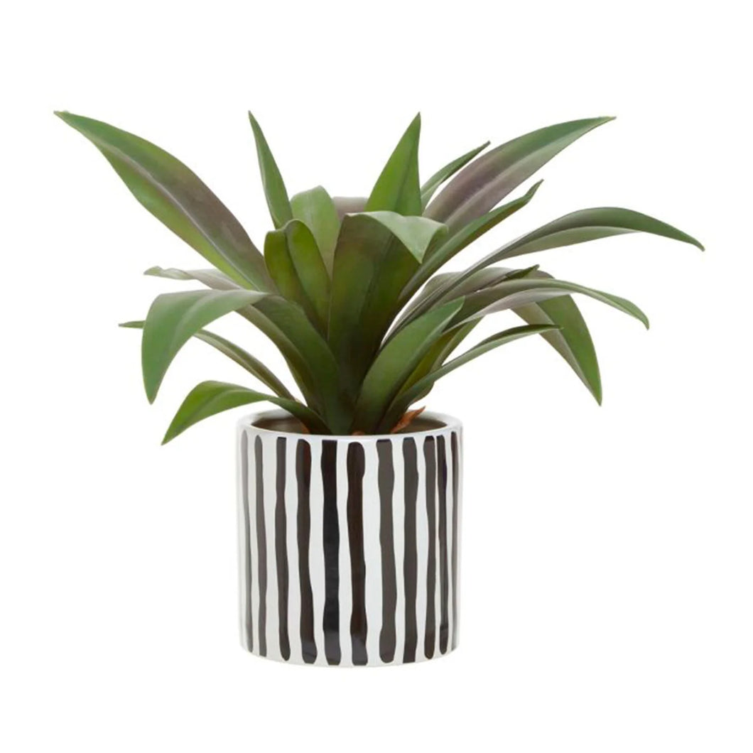 Agave in Ceramic Pot