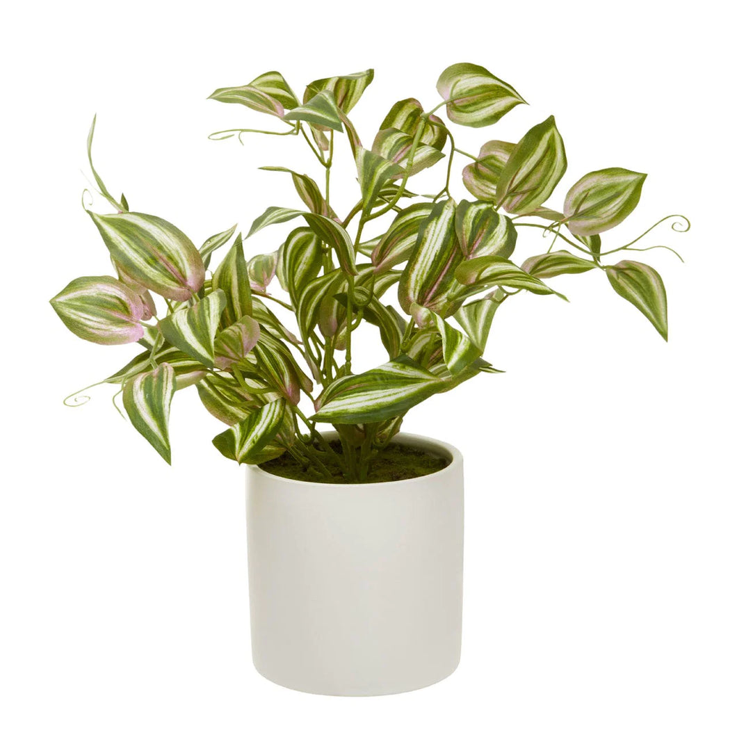 Inch Plant