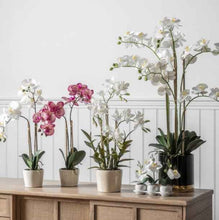 Load image into Gallery viewer, Orchid in Pot
