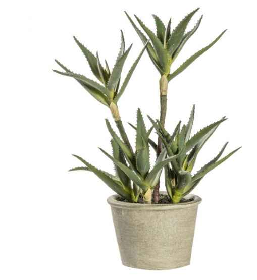 Potted Aloe