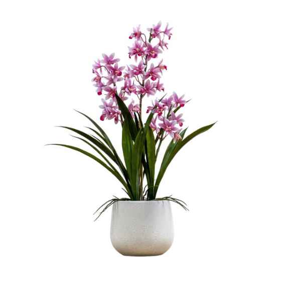 Potted Cymbidium Orchid