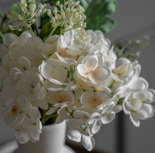 Load image into Gallery viewer, Potted Hydrangea Collection
