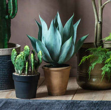 Load image into Gallery viewer, Aloe Wide Leaf in Pot

