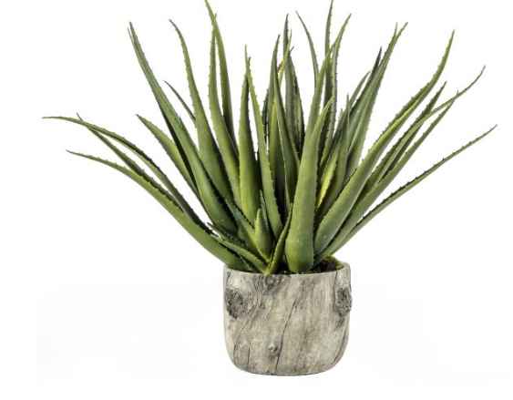 Aloe in Bark Effect Pot
