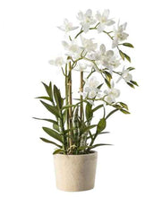 Load image into Gallery viewer, Orchid in Pot
