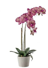 Load image into Gallery viewer, Orchid in Pot
