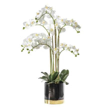 Load image into Gallery viewer, Orchid in Pot

