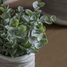 Load image into Gallery viewer, Eucalyptus in Wavy Pot (pair)
