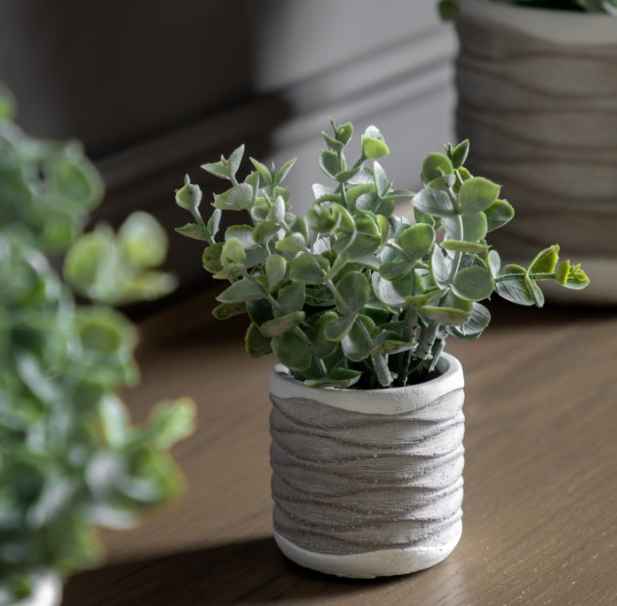 Eucalyptus in Wavy Pot (pair)