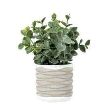 Load image into Gallery viewer, Eucalyptus in Wavy Pot (pair)
