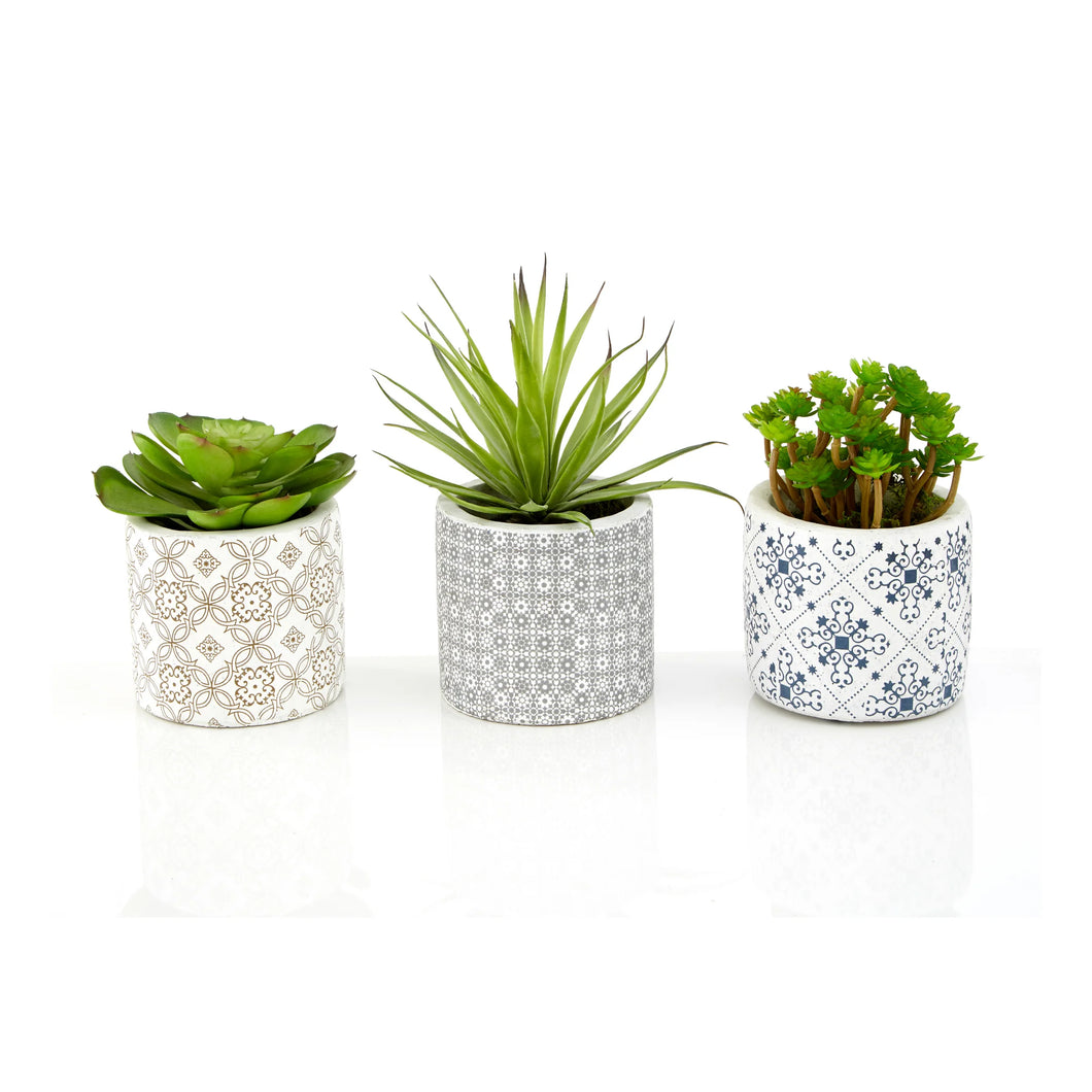 Set of 3 Succulents in Henna Pots