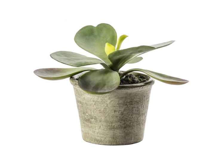 Kalanchoe Pale Green Plant in Pot