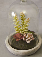 Load image into Gallery viewer, Succulent Domes
