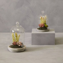 Load image into Gallery viewer, Succulent Domes
