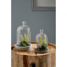 Load image into Gallery viewer, Succulent Domes
